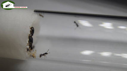 Мурахи Tetramorium caespitum
