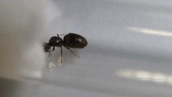 Мурахи Lasius niger, фото 1