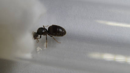 Мурахи Lasius niger