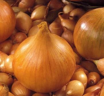 Цибуля озима сіянка (саджанка) Трой Голландія 0,5кг