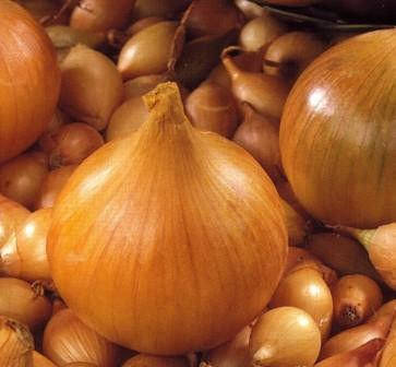 Цибуля озима сіянка (саджанка) Трой Голландія 0,5кг, фото 1