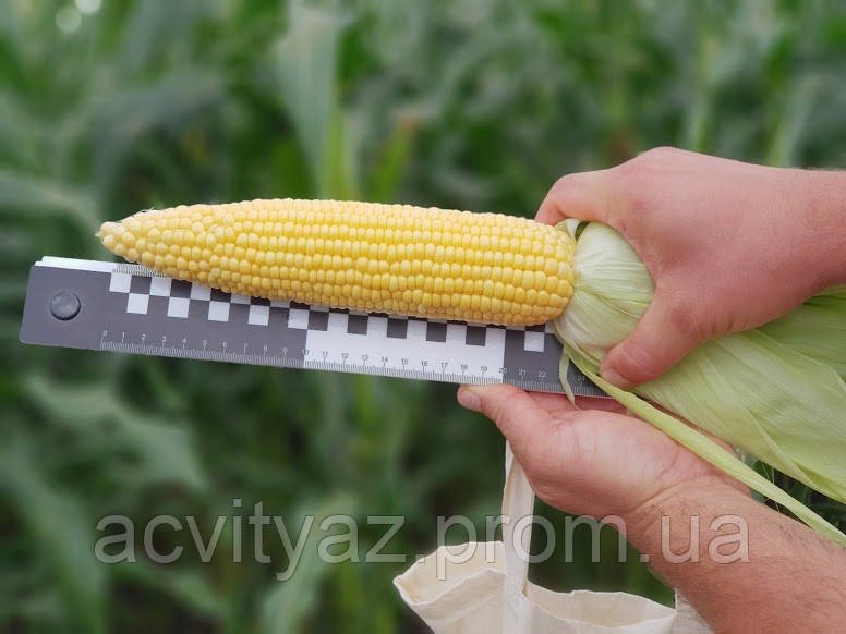 Насіння солодкого (цукрових) кукурудзи Шайнрок F1, 100 тис. насінин