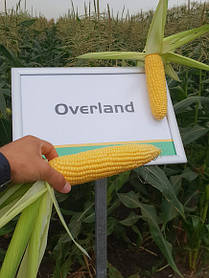 Семена сладкой (сахарной) кукурузы Оверленд F1, 100 тыс. семян