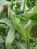 Насіння солодкого (цукрових) кукурудзи Тусон F1, 100 тис. насінин, фото 6