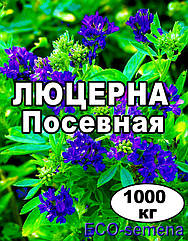 Насіння Люцерна/Мічнісна/опт від 1000 кг