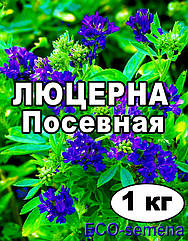 Насіння Люцерна магнічне на вагу від 1 кг Сортова і генетична чистота :- 74 %