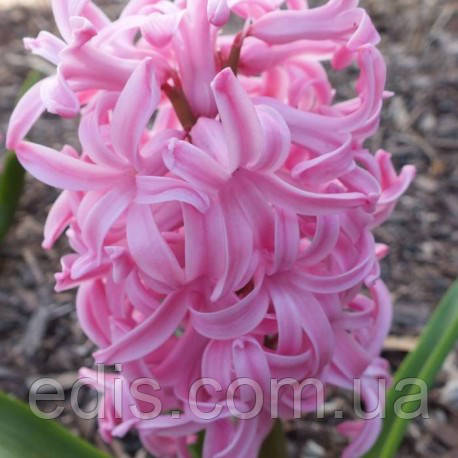 Гіацинт Pink Pearl (Пінк Перл) 1 цибулина (калібр 14/15 - великий)