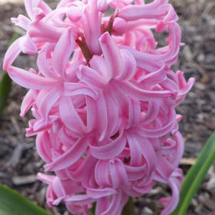 Гіацинт Pink Pearl (Пінк Перл) 1 цибулина (калібр 14/15 - великий), фото 1