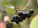 Аронія чорноплідна (ягоди) 500 грамів, фото 3