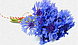 Волошка синя натуральна квітка польові з Карпат 50 грамів, фото 2