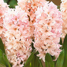 Гіацинт Apricot Passion (Епрікот пэшн) 1 цибулина (калібр 14/15 - великий), фото 5