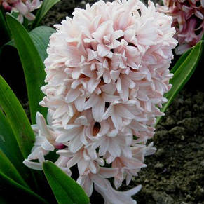Гіацинт Apricot Passion (Епрікот пэшн) 1 цибулина (калібр 14/15 - великий), фото 1