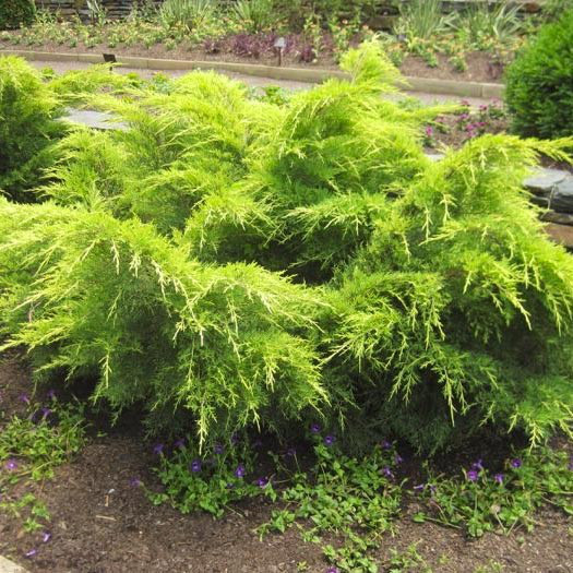 Саджанці Ялівцю середнього Голд Кост, 3-х річний (Juniperus x media Gold Coast) С1.5