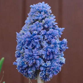 Мускарі махровий Blue Spike 5 цибулин, фото 3