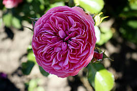 Саджанці троянд Розаріум Ютерсен (Rosarium Uetersen, Розариум Ютерсен)