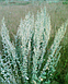 Полин гірка трава подрібнена в пакованні 50 грамів, фото 3