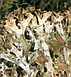 Ісландський мох трава цетрарія засіб від вірусів і кашлю, фото 2