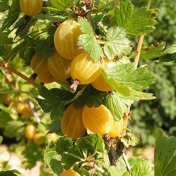 Аґрус " Куршу Дзінтарс " (середній)