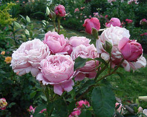Троянда Дітер Мюллер Шраб, фото 2