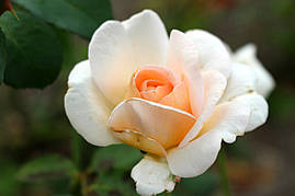 Саджанці троянд Гранд Могюл (Grand Mogul, Гранд Могул)