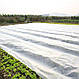 Агроволокно біле 42 uv - 1,6 × 100 м, фото 3