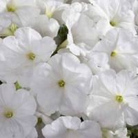 Семена Петуния мультифлора Селебрити F1 Белая ( White ) 500 семян Benary