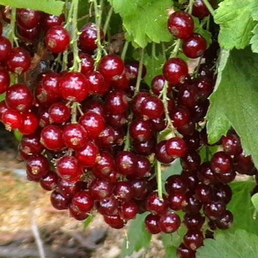 Смородина Чародійка червона, ЗКС в горщиках 0.8 л