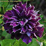 Клематис Shin-shigyoku (Шин-Шигоку). саджанці, фото 2