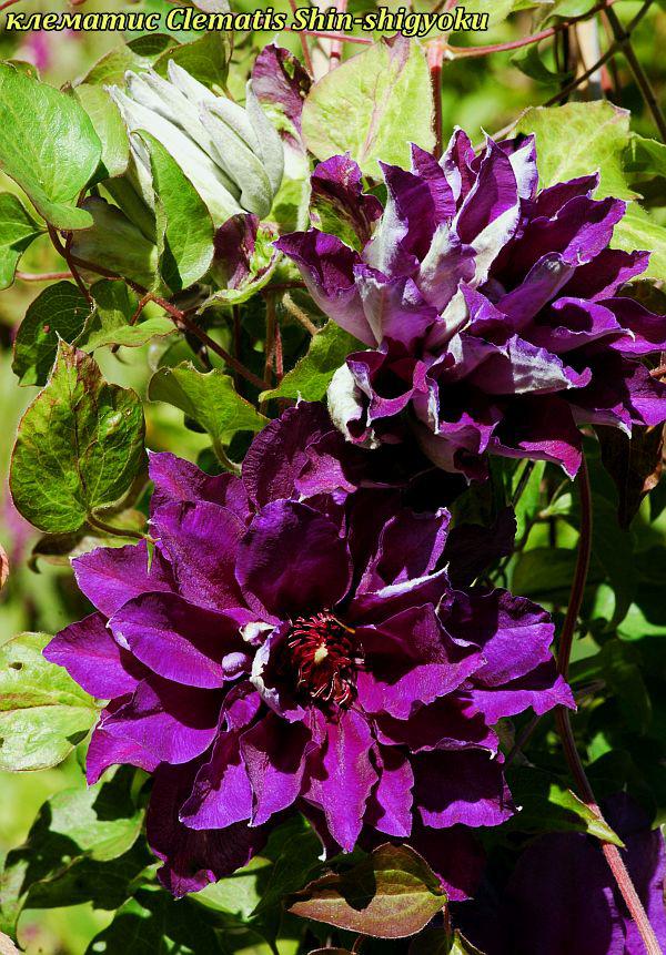 Клематис Shin-shigyoku (Шин-Шигоку). саджанці, фото 1