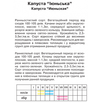 Капуста "Іюньська", фото 2