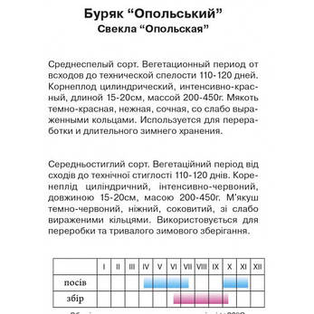 Буряк Опольський, 2 г, фото 2