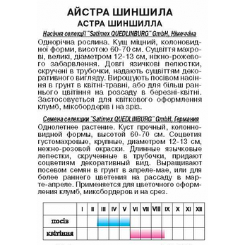 Астра Шиншила, фото 2