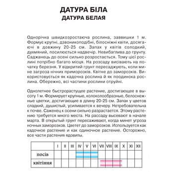 Датура біла, фото 2