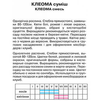 Клеома суміш, фото 2