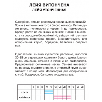 Лейя витончена, фото 2