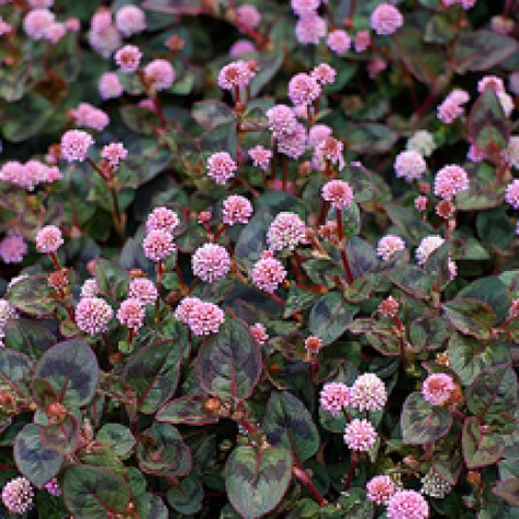 Горець голівчатий Polygonum capitatum, фото 2