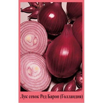 Цибуля сівок "Ред Барон", Голландія. 500 г., фото 2
