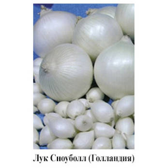 Цибулю сівок "Сноуболл", Голландія. 200г., фото 2