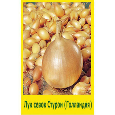Лук совок "Стурон", Голландія. 500 г., фото 2