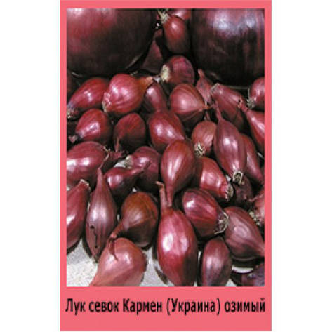 Цибулю сівок "Кармен", Україна. 500г., фото 2