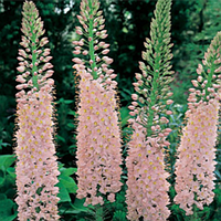 Эремурус (Ширяш) Ольги (Eremurus Оlgae), 1 шт. Украина