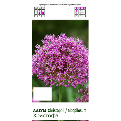 Аліум Allium cristophi (Лук декоративний/Аліум 049), фото 2