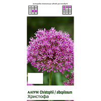 Аллиум Allium cristophii (Лук декоративный/ Аллиум Христофа)