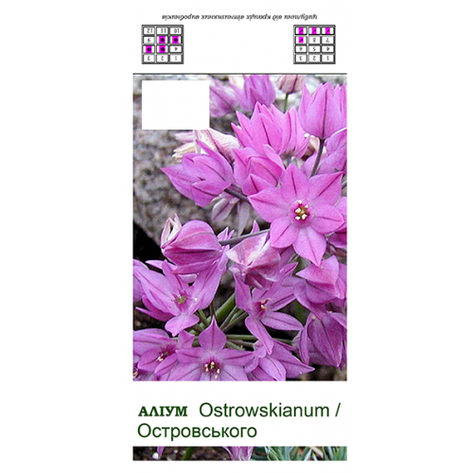 Цибуля декоративна. Allium ostrowskianum (Аліум Острівського), фото 2