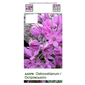Цибуля декоративна. Allium ostrowskianum (Аліум Острівського)