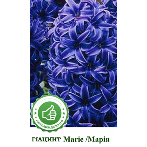 Гіацинт Марія (Maria), 1 шт. Голландія, фото 2