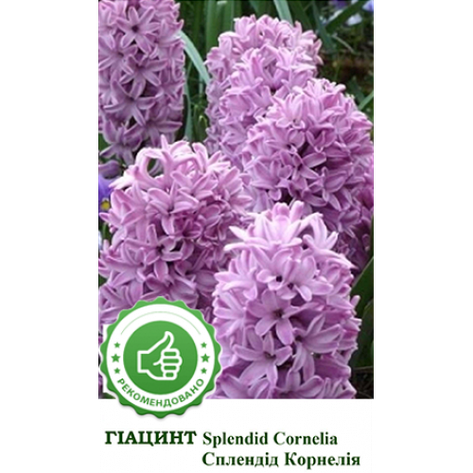 Гіацинт Сплендід Корнелія (Splendid Cornelia), 1 шт. Голландія, фото 2