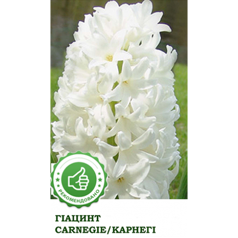 Гіацинт Карнегі (Carnegie), 1 шт. Голландія, фото 2