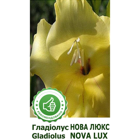 Гладіолус Нова Люкс, фото 2