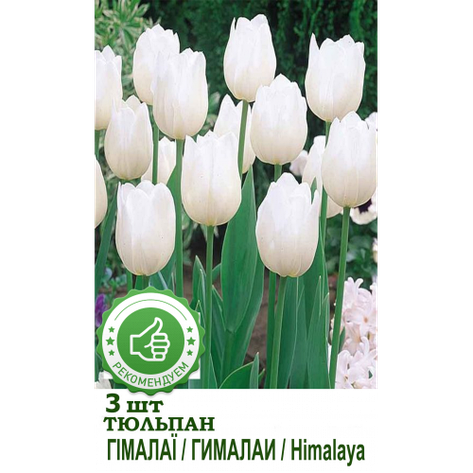 Тюльпан Гімалаї (Himalaya), 3 шт., фото 2